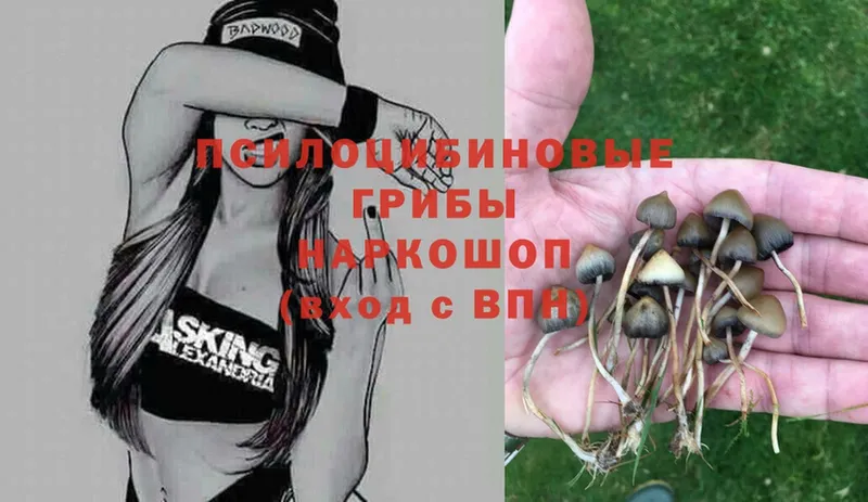 Псилоцибиновые грибы Psilocybe  Богородицк 